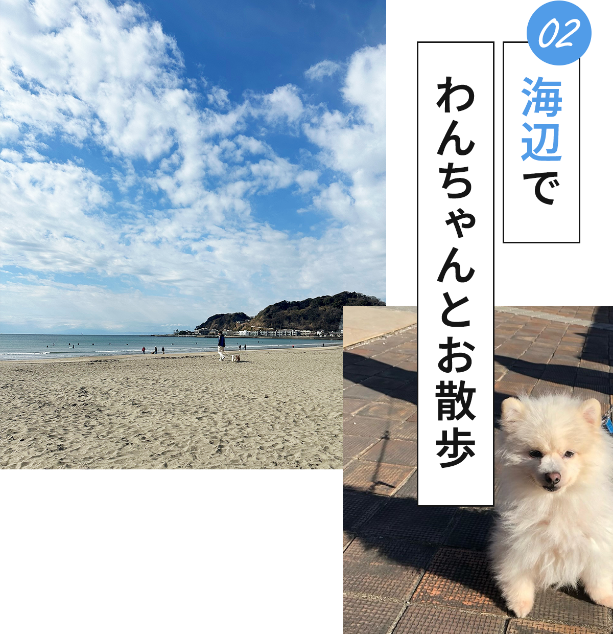 海辺でわんちゃんとお散歩